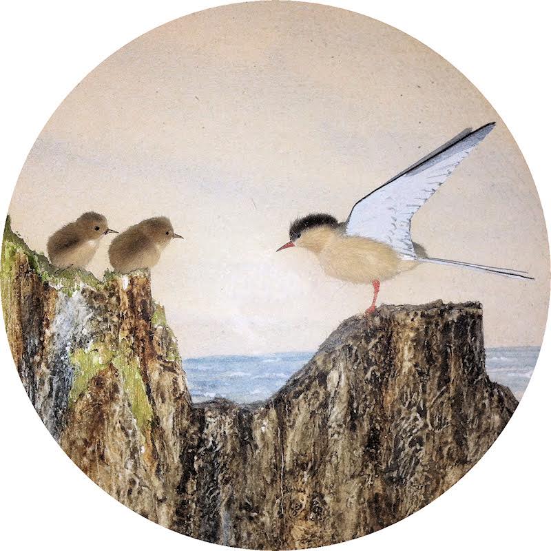 Roseate Tern and Young (5-inch)